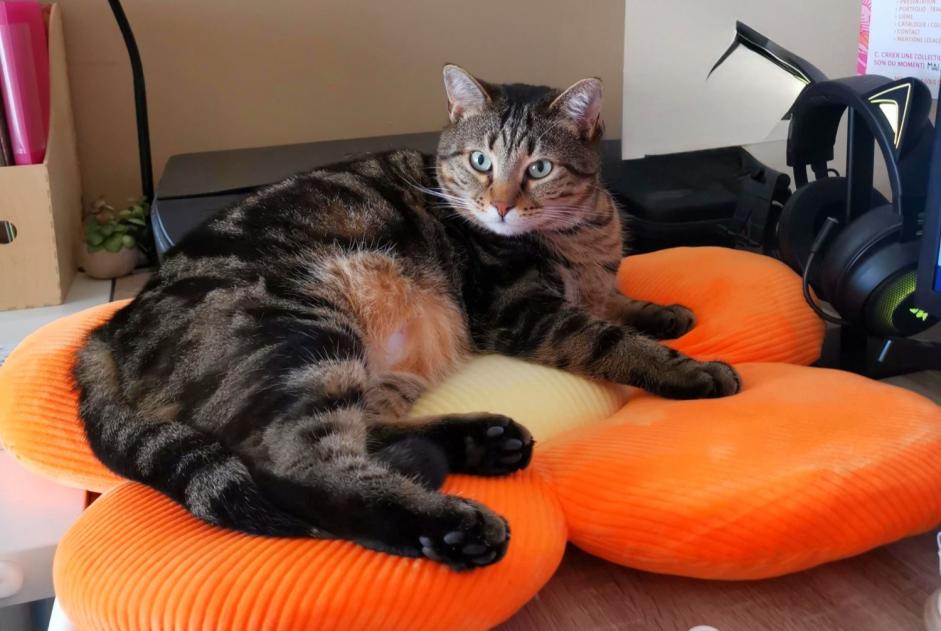 Alerta desaparecimento Gato  Macho , 5 anos Aix-en-Provence France
