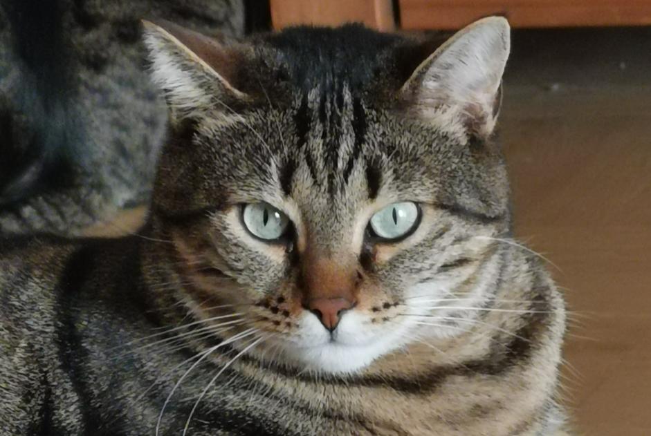 Alerta desaparecimento Gato  Macho , 5 anos Aix-en-Provence France