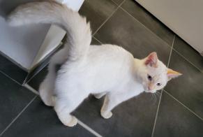 Alerta desaparecimento Gato  Macho , 1 anos Bavay France