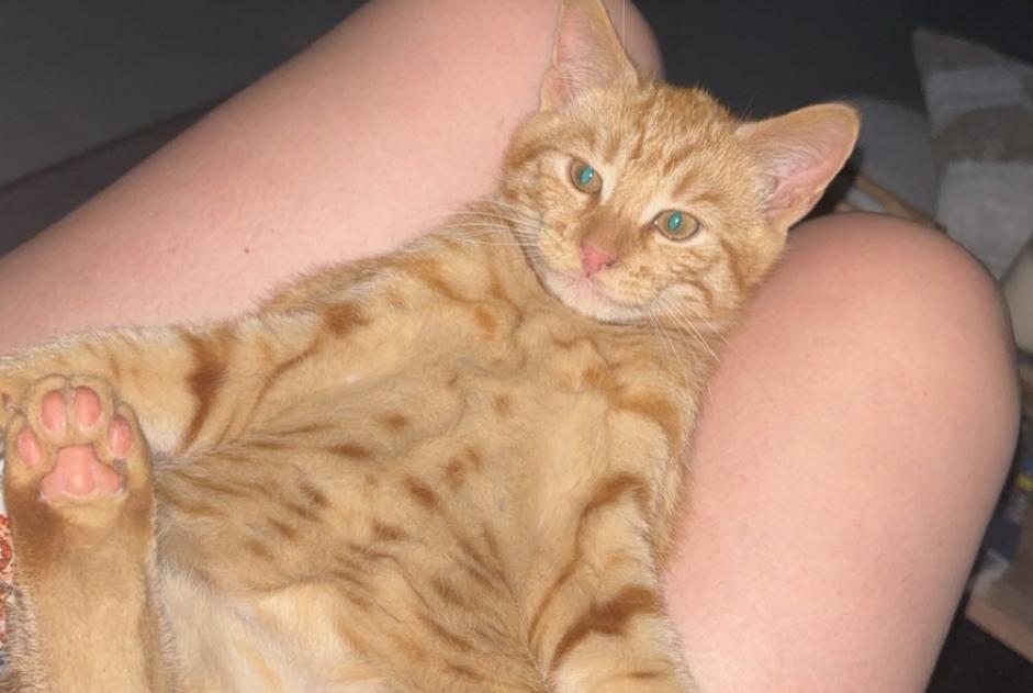 Alerta desaparecimento Gato cruzamento  Macho , 0 anos Chenôve France