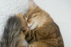 Alerta desaparecimento Gato Fêmea , 1 anos Éguilles France