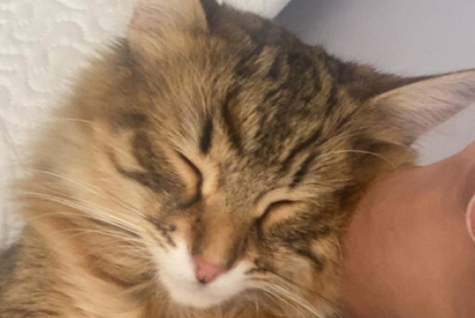 Alerta desaparecimento Gato Fêmea , 1 anos Éguilles France