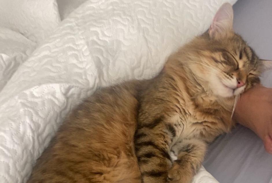 Alerta desaparecimento Gato Fêmea , 1 anos Éguilles France