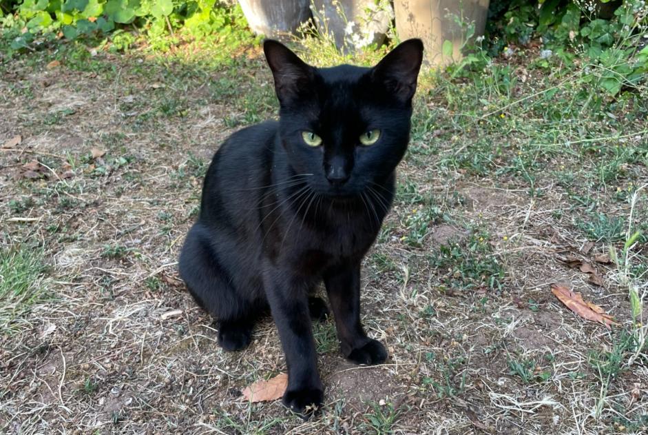 Alerta descoberta Gato cruzamento  Macho Poitiers France