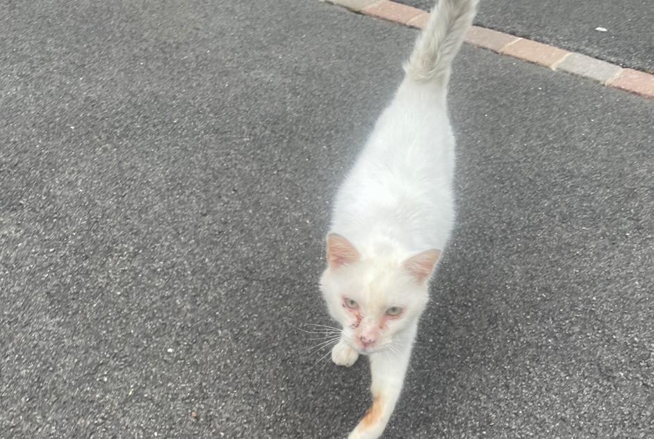 Alerta descoberta Gato Desconhecido Divion France