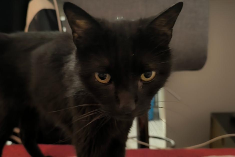 Alerta descoberta Gato Macho La Rochelle France