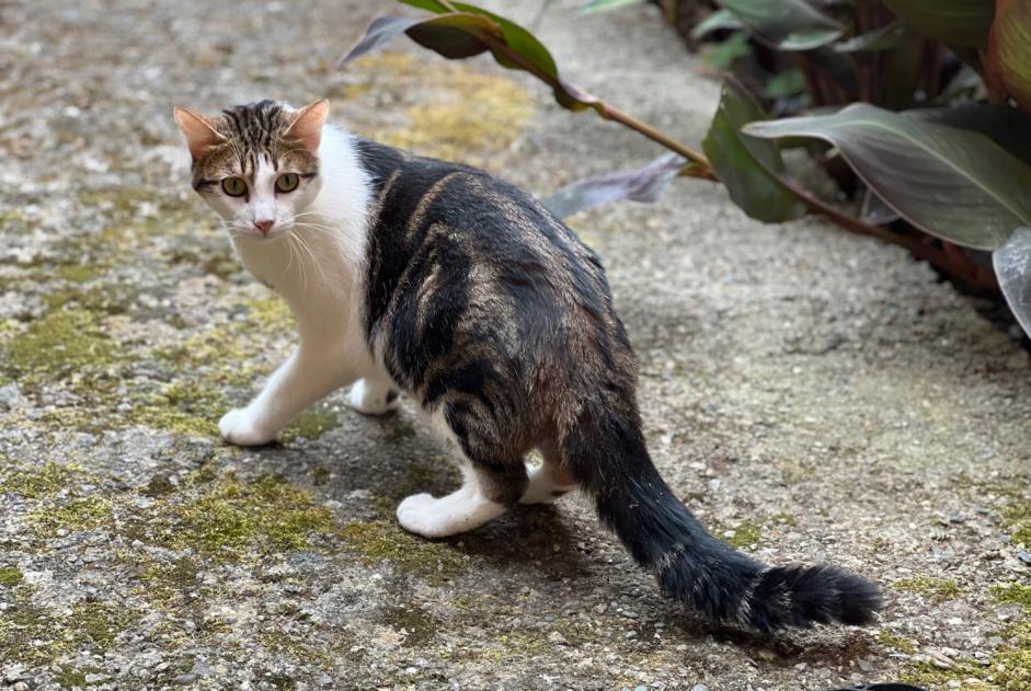 Alerta desaparecimento Gato Macho , 1 anos Saint-Cyprien France