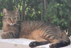 Alerta desaparecimento Gato  Macho , 2 anos Lille France